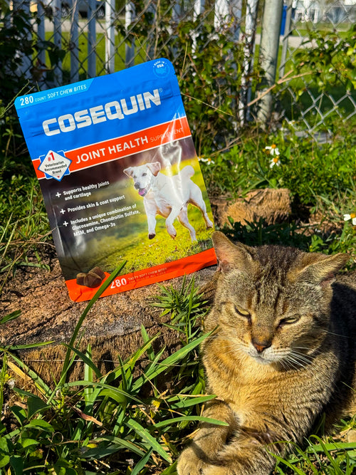 Cosequin Maximum Strength Plus MSM – Edición Limitada (280 Gomitas) 🦴✨