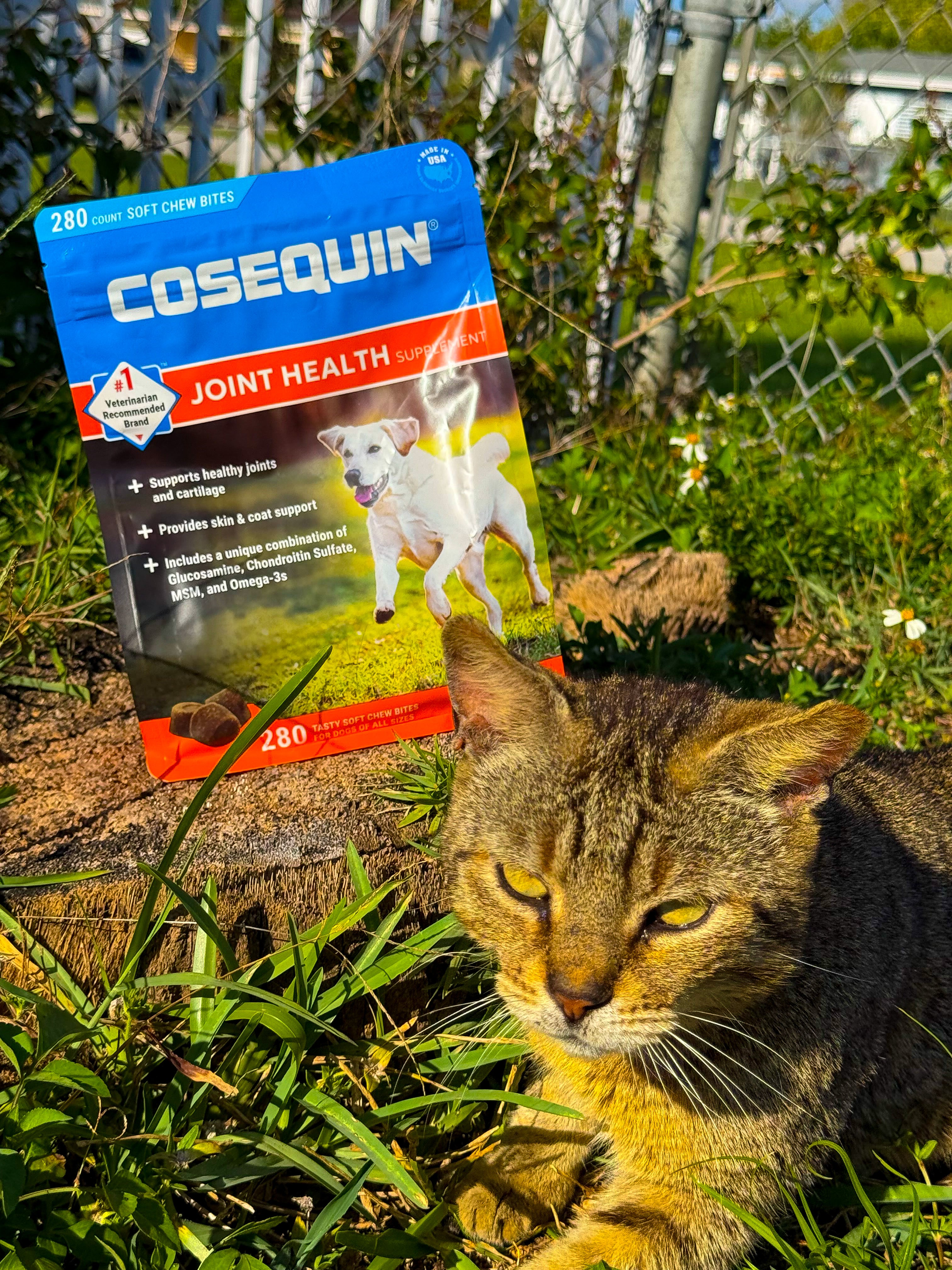 Cosequin Maximum Strength Plus MSM – Edición Limitada (280 Gomitas) 🦴✨